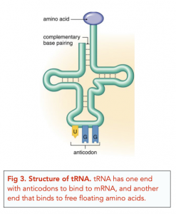 A-level Biology - Structure of RNA