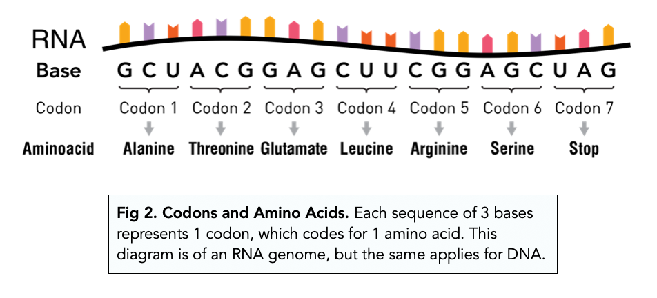 Synthesising Proteins from DNA (A-level Biology) - Study Mind