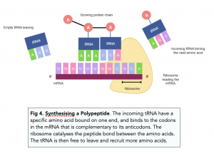 A-level Biology - Synthesising Proteins from DNA
