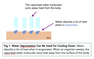 A-level Biology - Properties of Water