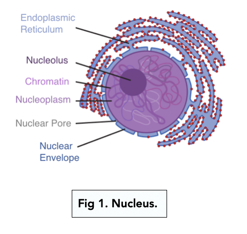 Eukaryotic Cells: Nucleus and Ribosomes (A-level Biology) - Study Mind