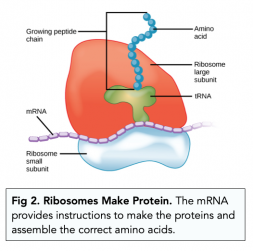 Eukaryotic Cells: Nucleus and Ribosomes (A-level Biology) - Study Mind