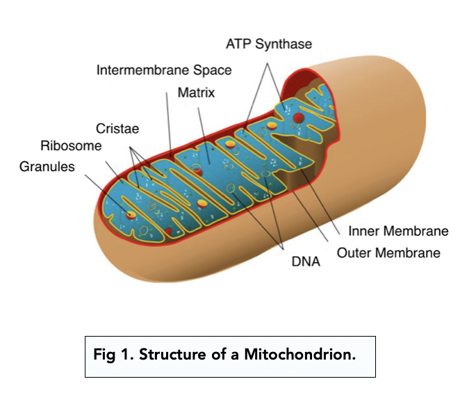 Eukaryotic Cells The Mitochondria A level Biology Study Mind Eukaryotic Cells The Mitochondria A level Biology Study Mind