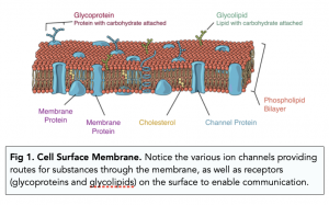 A-level Biology - Eukaryotic Cells: Cell Membrane and Cytoskeletal Structures