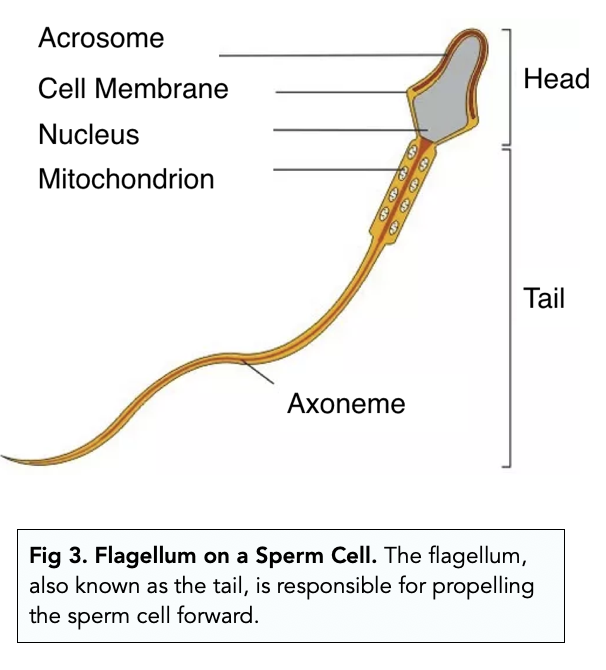 Eukaryotic Cells: Cell Membrane and Cytoskeletal Structures (A-level ...