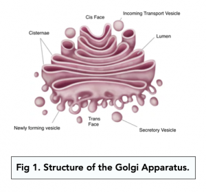 A-level Biology - Eukaryotic Cells: The Golgi Apparatus and Lysosomes