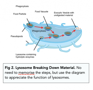 Eukaryotic Cells: The Golgi Apparatus and Lysosomes (A-level Biology ...