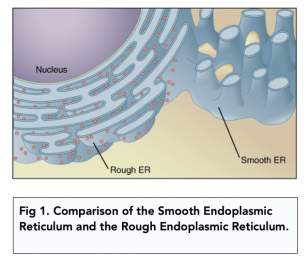 Eukaryotic Cells: The Endoplasmic Reticulum (A-level Biology) - Study Mind