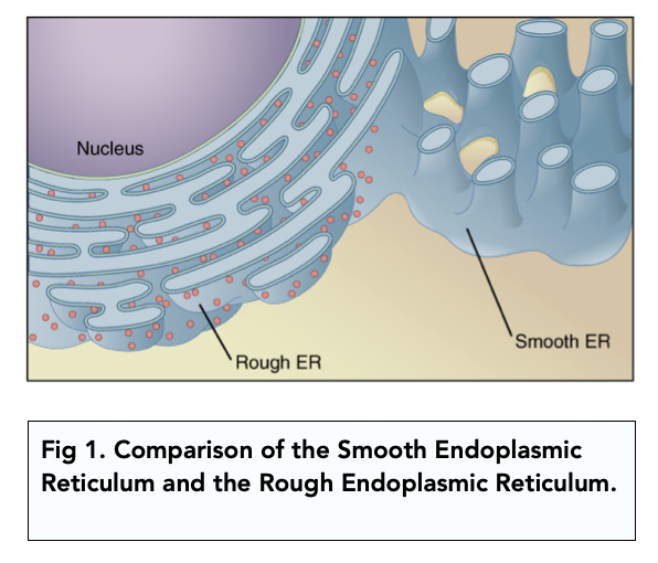 Eukaryotic Cells: The Endoplasmic Reticulum (A-level Biology) - Study Mind