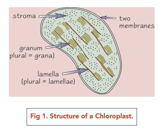 Eukaryotic Cells: Plant Cell Organelles (A-level Biology) - Study Mind