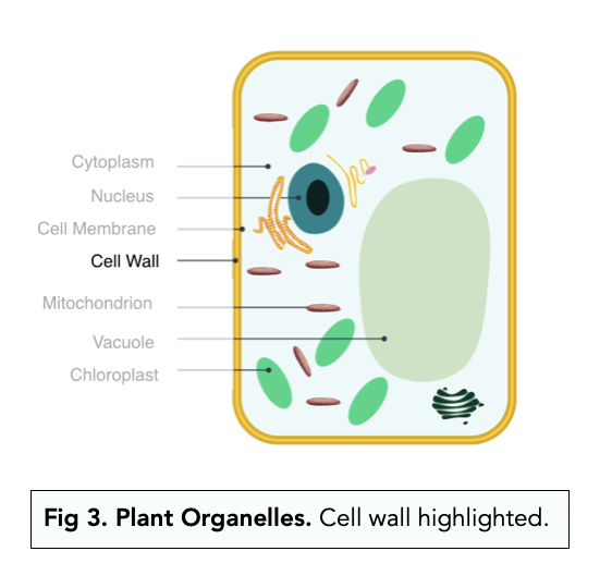 Eukaryotic Cells: Plant Cell Organelles (A-level Biology) - Study Mind