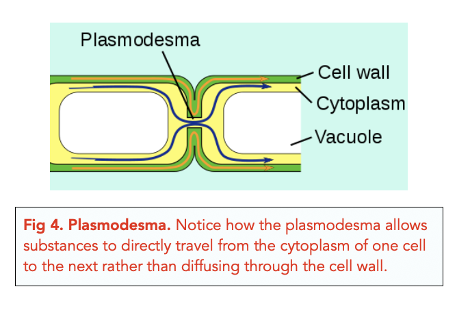 Eukaryotic Cells: Plant Cell Organelles (A-level Biology) - Study Mind