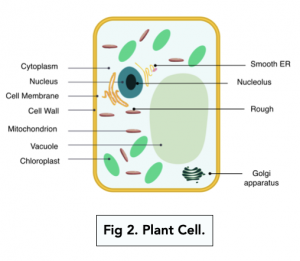 Eukaryotic Cells: Comparing Plant and Animal Cells (A-level Biology) -  Study Mind