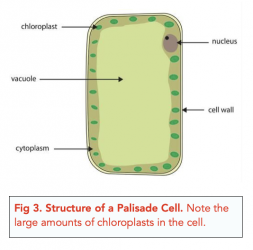 ᐉ What are Eukaryotic Cells: Cell Specialisation & Examples