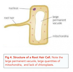 Internal Structure of Root: Overview of Root System, Internal Structure of  Root – Dicot Root and Monocot Root