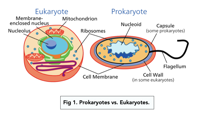Structure of Prokaryotic Cells (A-level Biology) - Study Mind