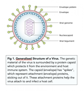 A-level Biology - Structure of Viruses