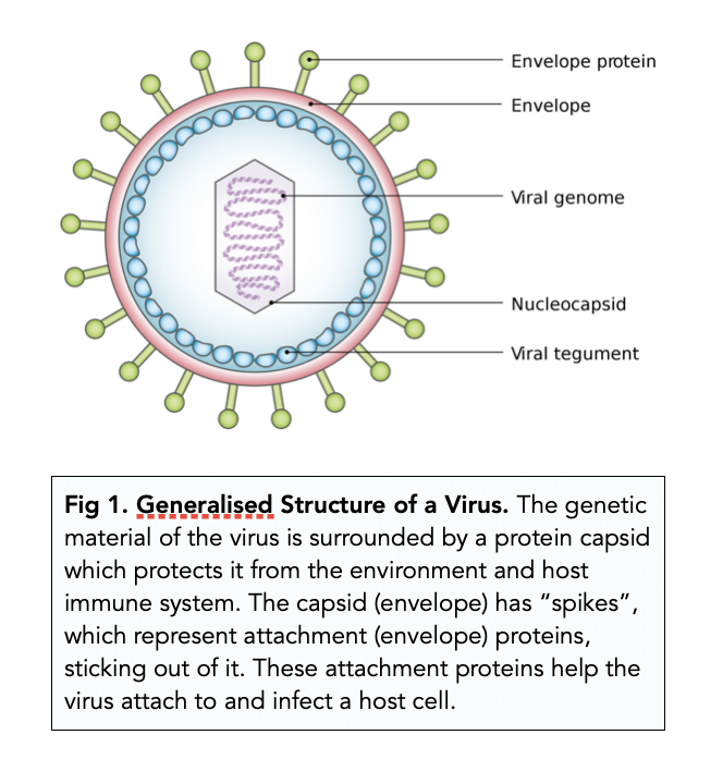 ᐉ Structure of Viruses: Characteristics and Classification