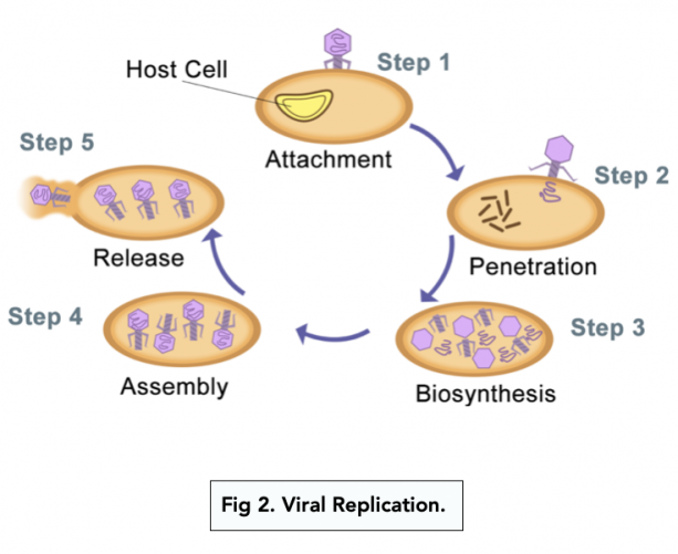 The Viral Life Cycle | Microbiology | | Course Hero