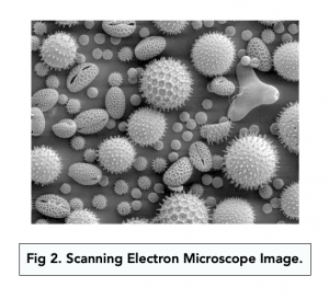 A-level Biology - Studying Cells: Electron Microscopes
