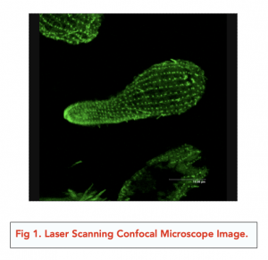 A-level Biology - Studying Cells: Confocal Microscopes