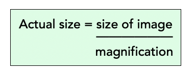 ᐉ How to Calculate the Actual Size of Cell? Formula and Examples