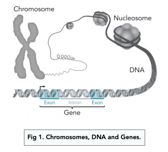 Cell Division: Chromosomes (A-level Biology) - Study Mind