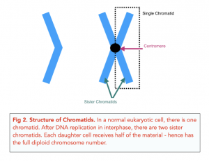 A-level Biology - Cell Division: Chromosomes
