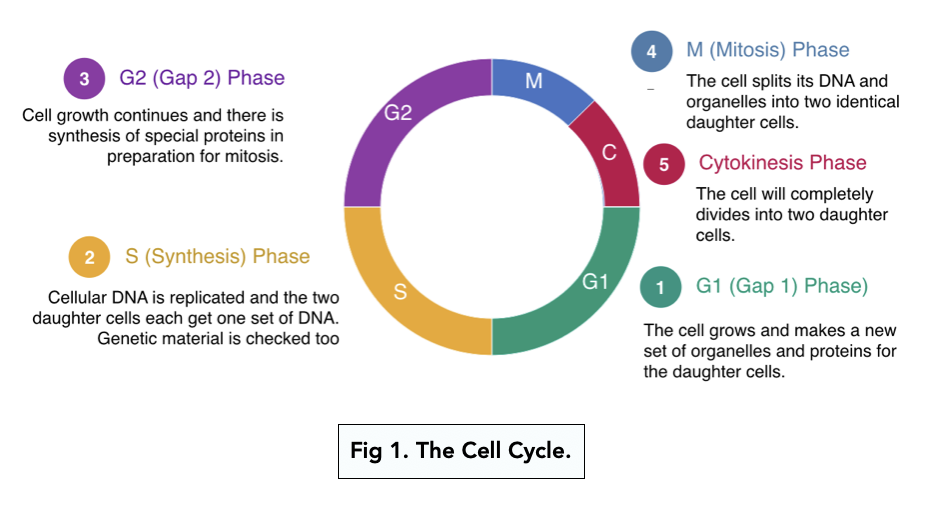 Cell Division: The Cell Cycle (A-level Biology) - Study Mind
