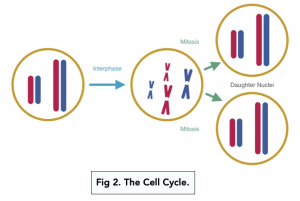 A-level Biology - Cell Division: The Cell Cycle