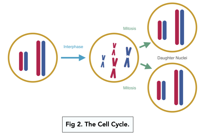 A-level Biology – Cell Division: The Cell Cycle