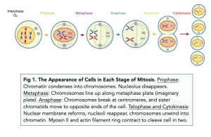 A-level Biology - Cell Division: Phases of Mitosis