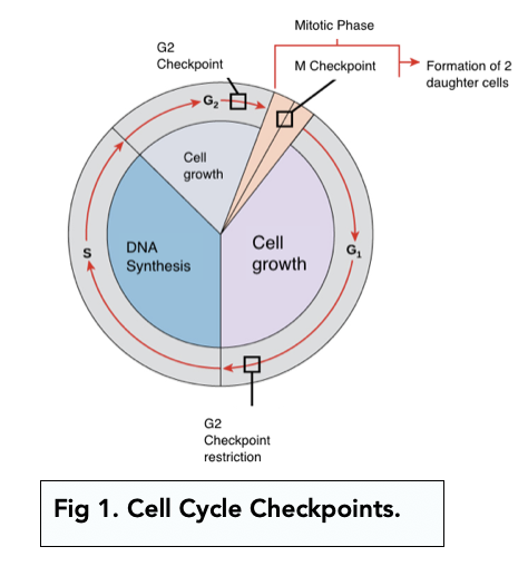 Cell Cycle Checkpoints Diagram