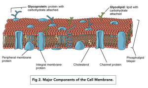A-level Biology - Structure of Cell Membranes