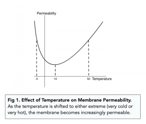 beetroot cell membrane permeability
