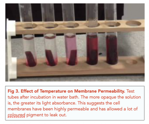 effect of temperature on cell membrane