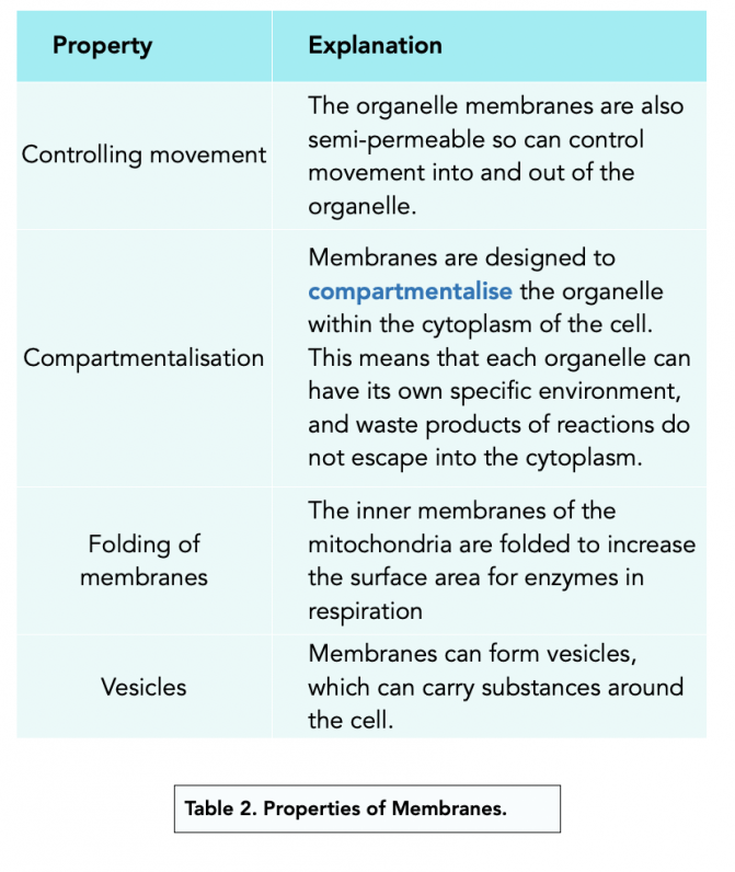 Function Of Cell Membrane A Level Biology Study Mind