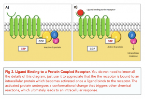 A-level Biology - Signalling Across Cell Membranes