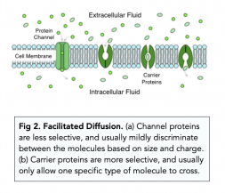 Transport Across Membranes: Diffusion (A-level Biology) - Study Mind