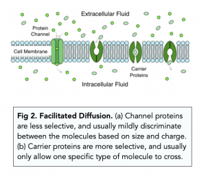 A-level Biology - Transport Across Membranes: Diffusion