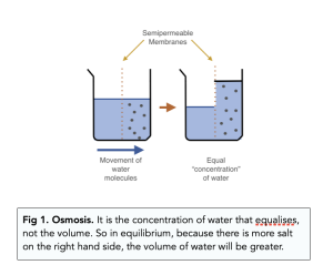 Transport Across Membranes: Osmosis (A-level Biology) - Study Mind