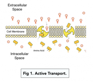 A-level Biology - Transport Across Membranes: Active Transport