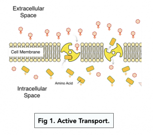 Transport Across Membranes: Active Transport (A-level Biology) - Study Mind