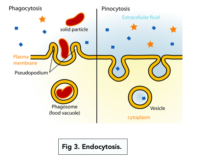 Transport Across Membranes: Active Transport (A-level Biology) - Study Mind