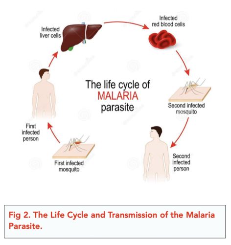 Pathogens And Infectious Diseases (a-level Biology) - Study Mind