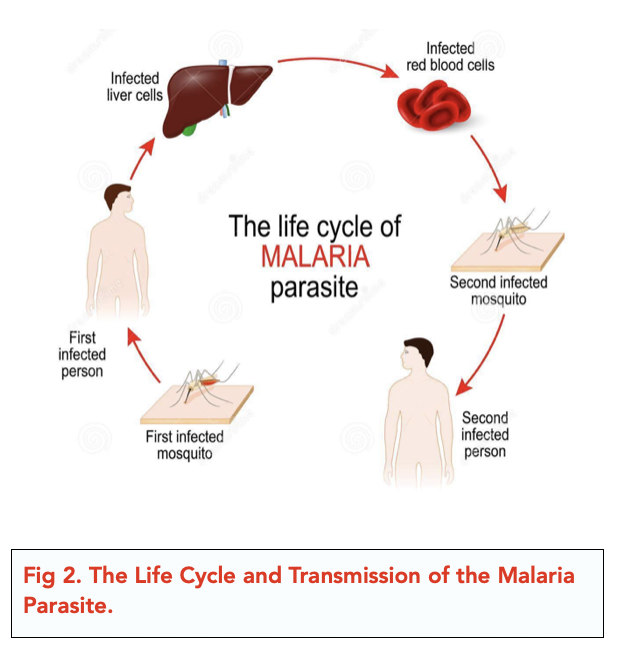 Pathogens and Infectious Diseases (A-level Biology) - Study Mind