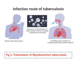 Pathogens And Infectious Diseases (a-level Biology) - Study Mind