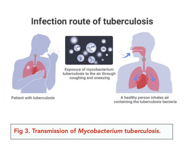 Pathogens and Infectious Diseases (A-level Biology) - Study Mind