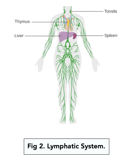 The Innate Immune Response (A-level Biology) - Study Mind