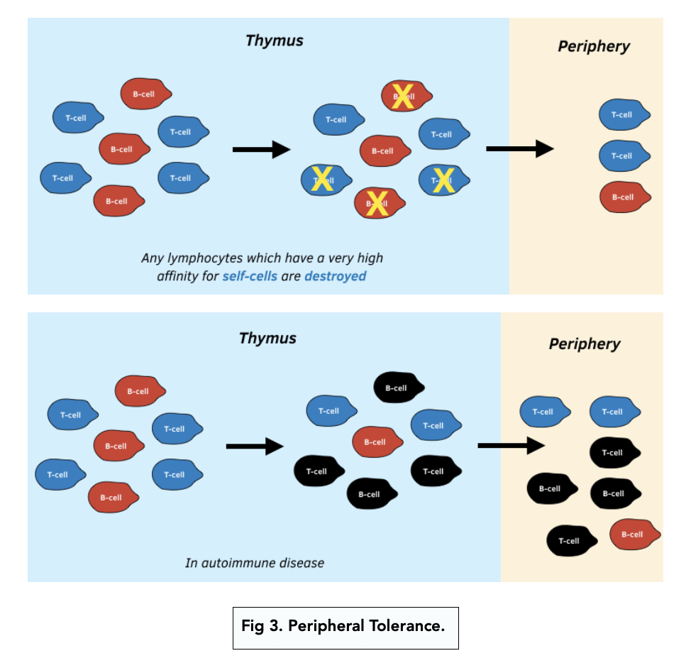 The Adaptive Immune Response (A-level Biology) - Study Mind